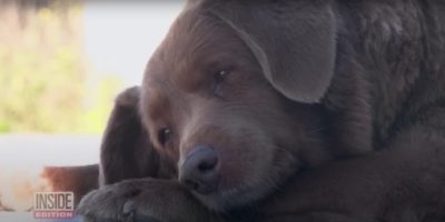 Picture Bobi, the World’s Oldest Dog from Portugal! 