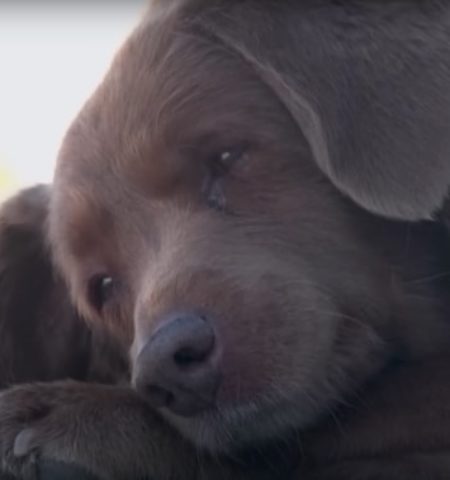 Picture Bobi, the World’s Oldest Dog from Portugal! 
