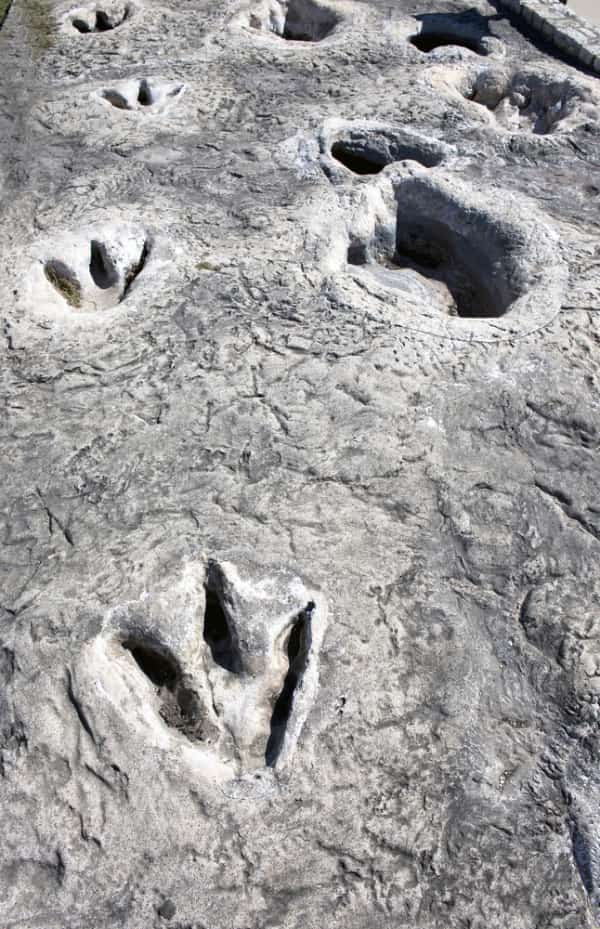  Dinosaur Footprints Discovered in Texas
