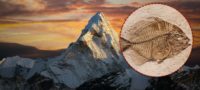 Picture There Are Fish Fossils in the Himalayas, but How?