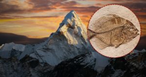 Fish fossils in the Himalayas