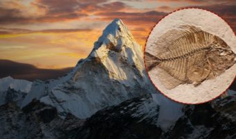 Picture There Are Fish Fossils in the Himalayas, but How?