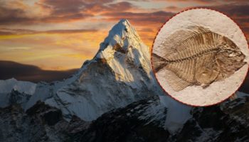 Picture There Are Fish Fossils in the Himalayas, but How?