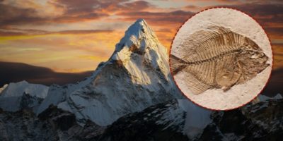 Picture There Are Fish Fossils in the Himalayas, but How?