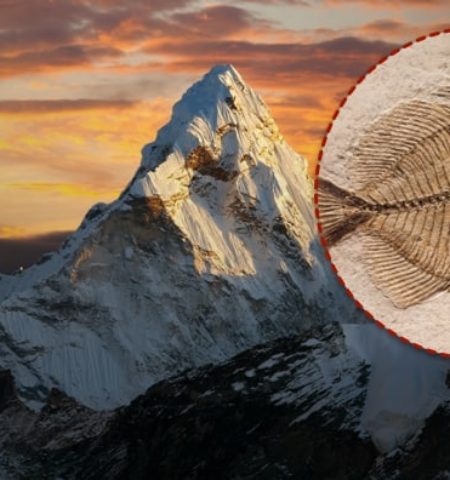 Picture There Are Fish Fossils in the Himalayas, but How?