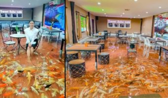 Picture A Café in Thailand Has Customers Dining in Ankle-Deep Water Filled with Fish