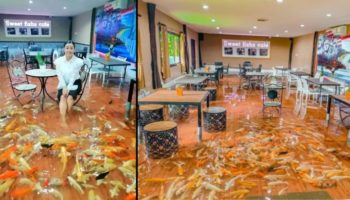 Picture A Café in Thailand Has Customers Dining in Ankle-Deep Water Filled with Fish