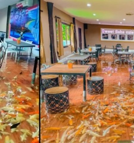 Picture A Café in Thailand Has Customers Dining in Ankle-Deep Water Filled with Fish