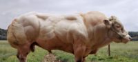 Picture Bull Born Without Myostatin Gene Displays Remarkable Muscle Growth