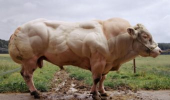 Picture Bull Born Without Myostatin Gene Displays Remarkable Muscle Growth