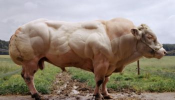 Picture Bull Born Without Myostatin Gene Displays Remarkable Muscle Growth