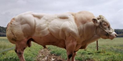 Picture Bull Born Without Myostatin Gene Displays Remarkable Muscle Growth