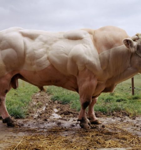 Picture Bull Born Without Myostatin Gene Displays Remarkable Muscle Growth