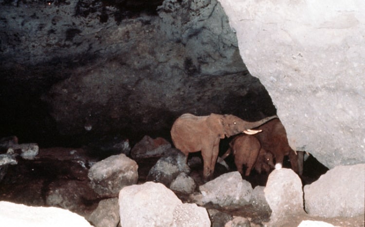 Elephant pulling off a chunk of the cave wall 