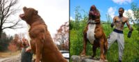 Picture Is Hulk, the 175-pound, Gigantic Family Dog, the Largest Pit Bull Alive?