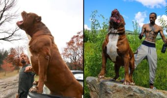 Picture Is Hulk, the 175-pound, Gigantic Family Dog, the Largest Pit Bull Alive?