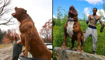 Picture Is Hulk, the 175-pound, Gigantic Family Dog, the Largest Pit Bull Alive?