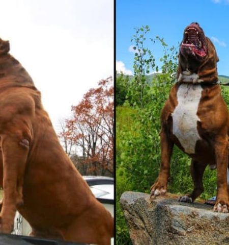 Picture Is Hulk, the 175-pound, Gigantic Family Dog, the Largest Pit Bull Alive?