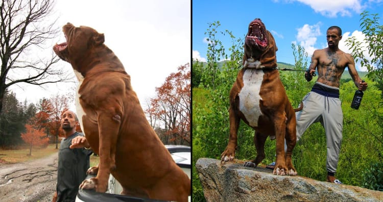 worlds strongest dog pitbull