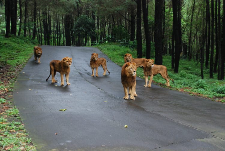 Lion at Safari park