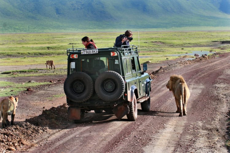 Lions Don't Attack People in a Safari Vehicle