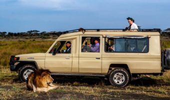 Picture Why Don’t Lions Attack People in a Safari Vehicle?