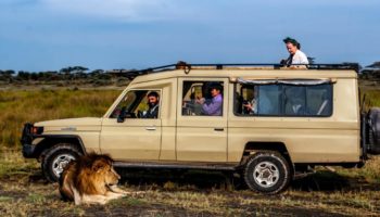 Picture Why Don’t Lions Attack People in a Safari Vehicle?