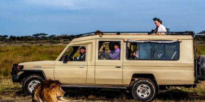 Picture Why Don’t Lions Attack People in a Safari Vehicle?
