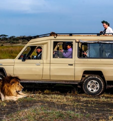 Picture Why Don’t Lions Attack People in a Safari Vehicle?