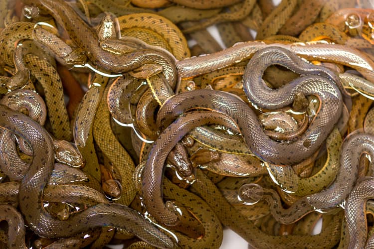 High snake density