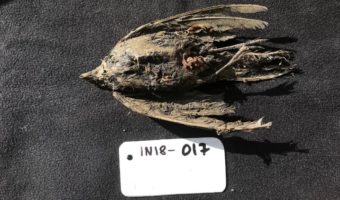 Picture 46,000-Year-Old Ice Age Bird Discovered Under Siberian Permafrost!