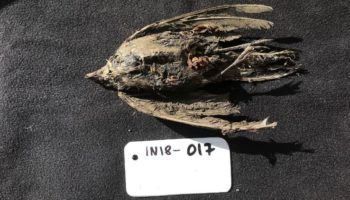 Picture 46,000-Year-Old Ice Age Bird Discovered Under Siberian Permafrost!
