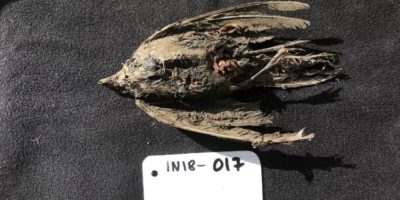 Picture 46,000-Year-Old Ice Age Bird Discovered Under Siberian Permafrost!