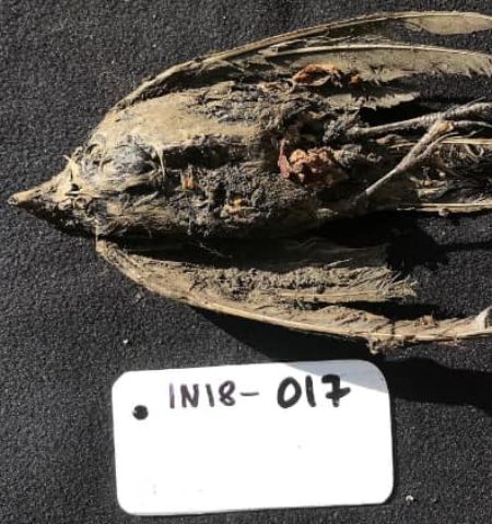 Picture 46,000-Year-Old Ice Age Bird Discovered Under Siberian Permafrost!