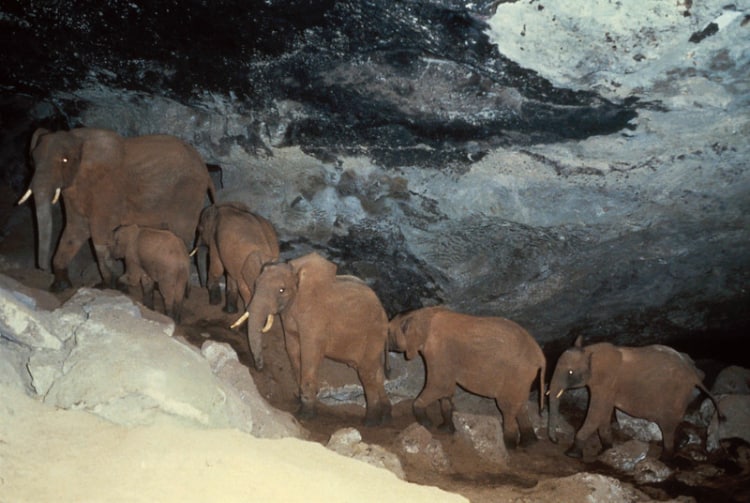Elephants climbing Kitum Cave