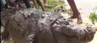 Picture A 100-Year-Old, Fat Crocodile from Bangladesh Died Due to Overeating!