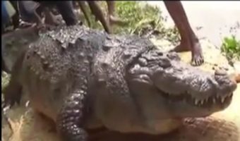 Picture A 100-Year-Old, Fat Crocodile from Bangladesh Died Due to Overeating!