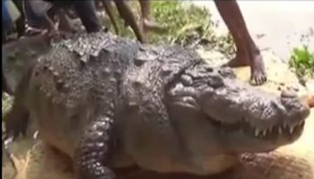 Picture A 100-Year-Old, Fat Crocodile from Bangladesh Died Due to Overeating!
