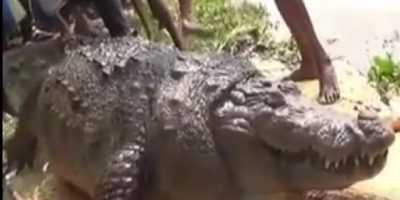 Picture A 100-Year-Old, Fat Crocodile from Bangladesh Died Due to Overeating!