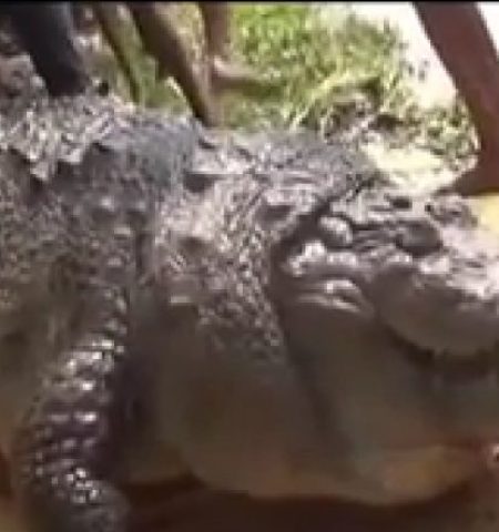 Picture A 100-Year-Old, Fat Crocodile from Bangladesh Died Due to Overeating!