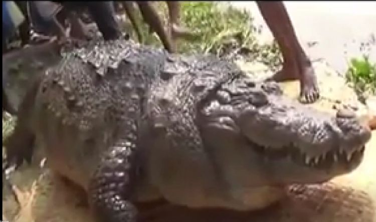 100 years old Crocodile