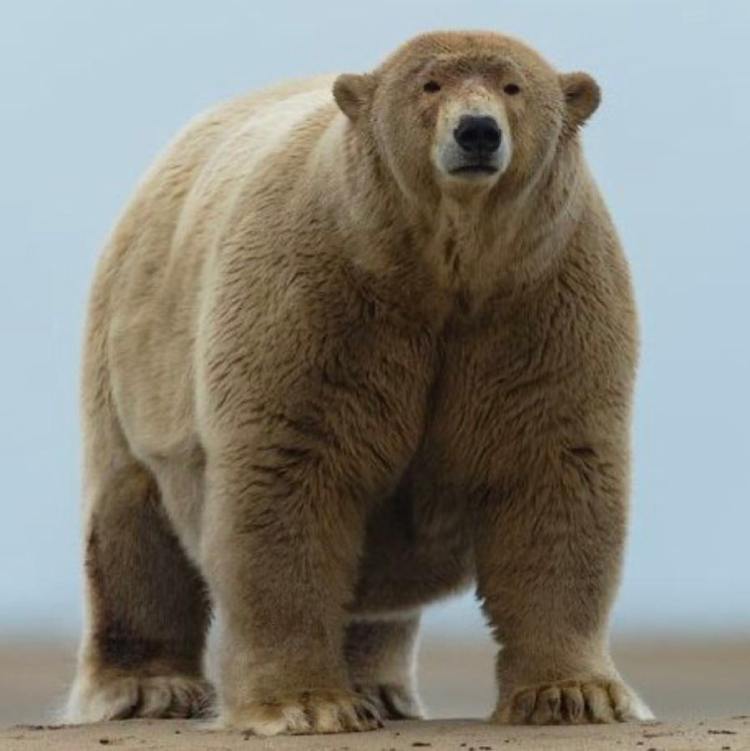 Fat Albert The Polar Bear