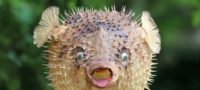 Picture 10 Fascinating Facts About Pufferfish