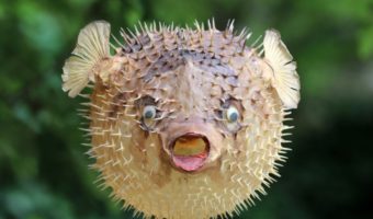 Picture 10 Fascinating Facts About Pufferfish