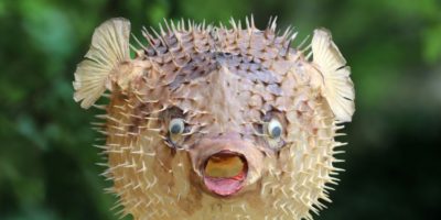 Picture 10 Fascinating Facts About Pufferfish