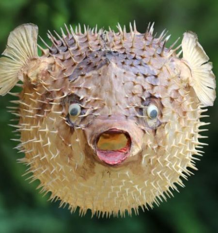Picture 10 Fascinating Facts About Pufferfish