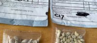 Picture Why Did Thousands of U.S. Homes Receive Mystery Seeds of Unknown Origin in 2020?