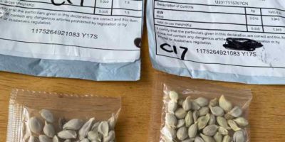 Picture Why Did Thousands of U.S. Homes Receive Mystery Seeds of Unknown Origin in 2020?