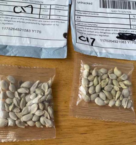 Picture Why Did Thousands of U.S. Homes Receive Mystery Seeds of Unknown Origin in 2020?