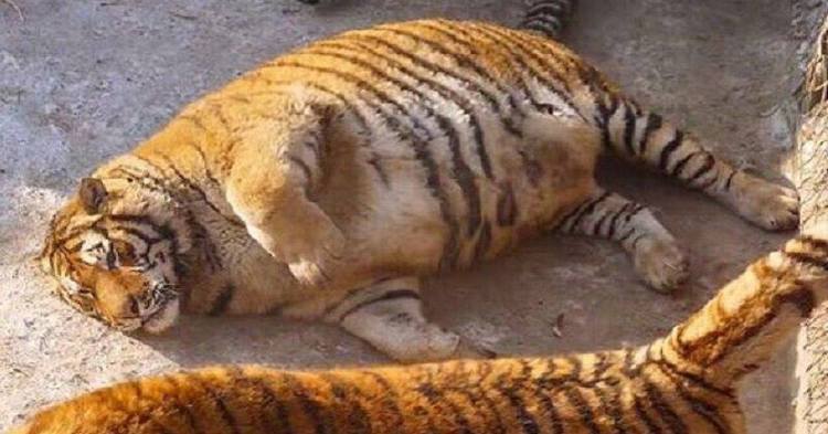 Obese Siberian Tiger